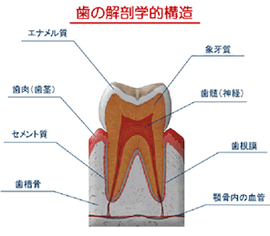 歯の解剖学的構造